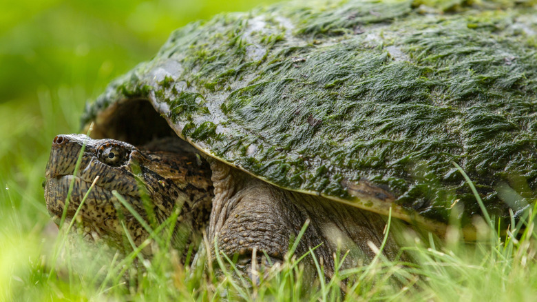A closeup of a common snapping turtle with a mossy shell walking in the grass