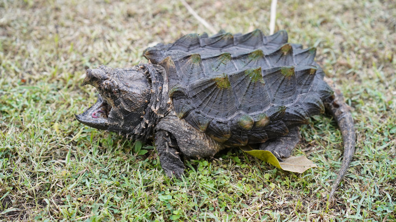 Closeup of an alligator snapping turtle on the grass