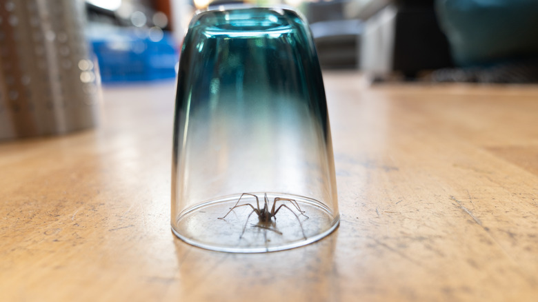 A spider trapped under a transparent blue and clear cup on a wood floor in a home