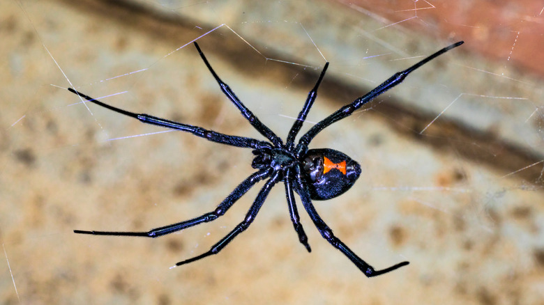 A close up of a black widow spider hanging from their web near a structure of some sort