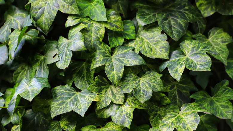Green leaves of english ivy growing