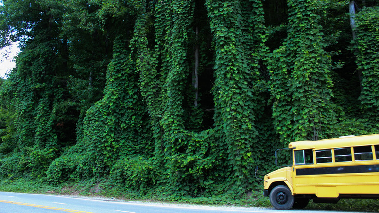 Kudzu spreading rapidly and taking over