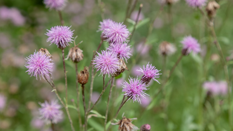 Close up of Canada thistle Cirsium arvense growing