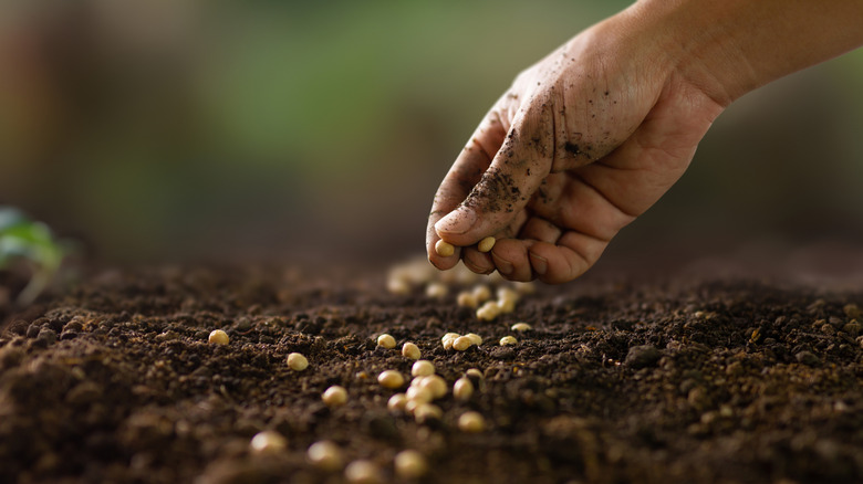 Hand picking up seeds