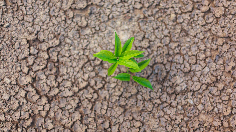 A plant growing in cracked, dry soil