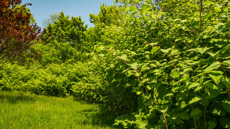 Japanese knotweed spreading quickly