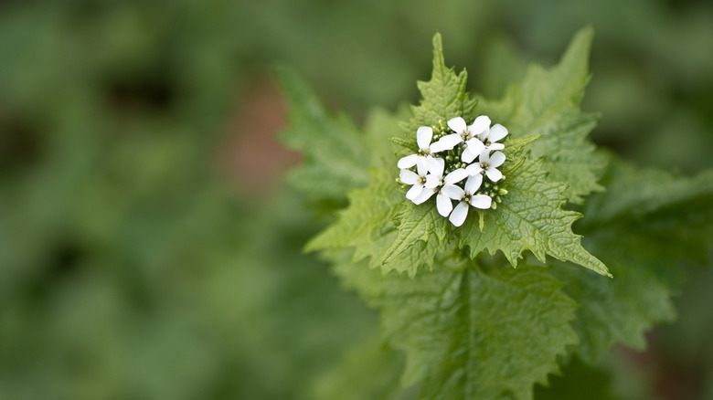 Close up of a garlic mustard plant growing