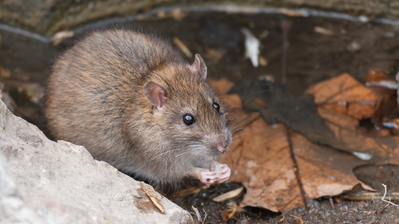 mouse in yard