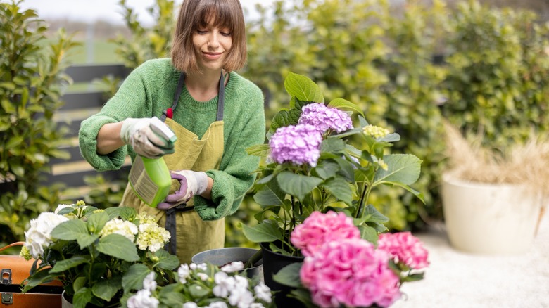 woman tending hydrangeas