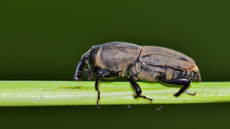 billbug on a stem of grass