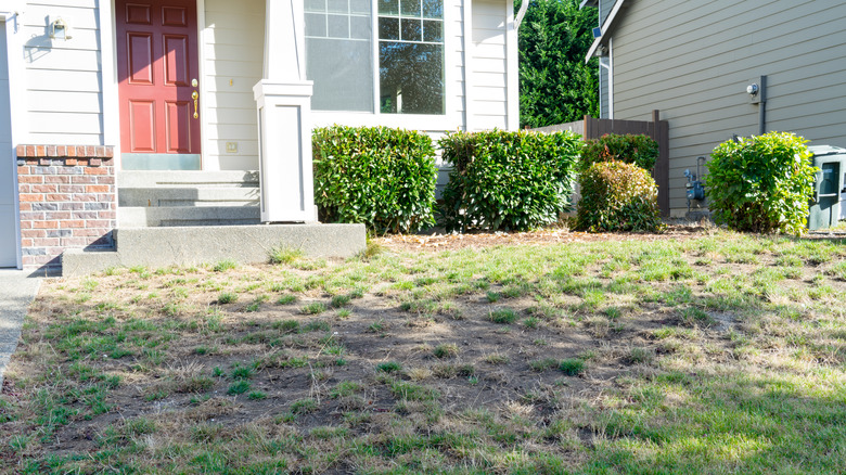 dying lawn in front of house