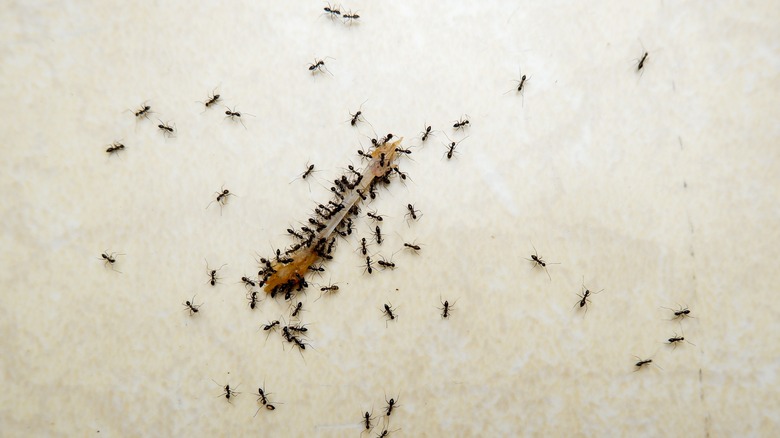 Black crazy ants collecting food