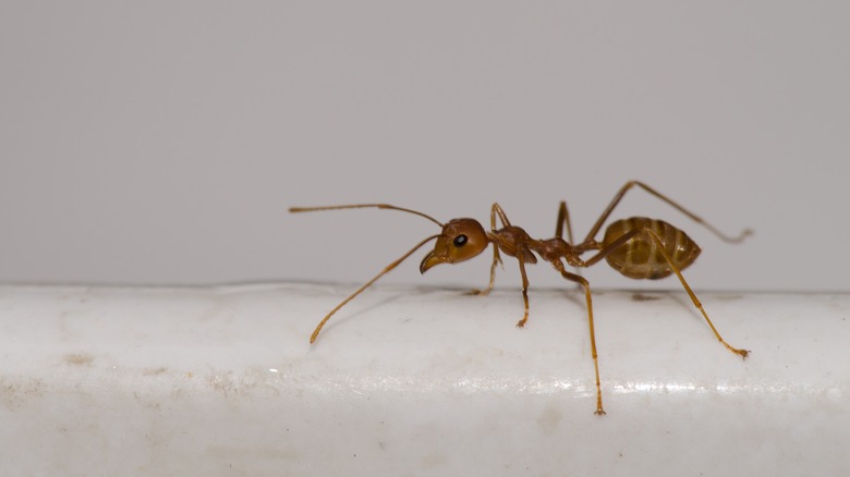 Close up of a yellow crazy ant standing on surface