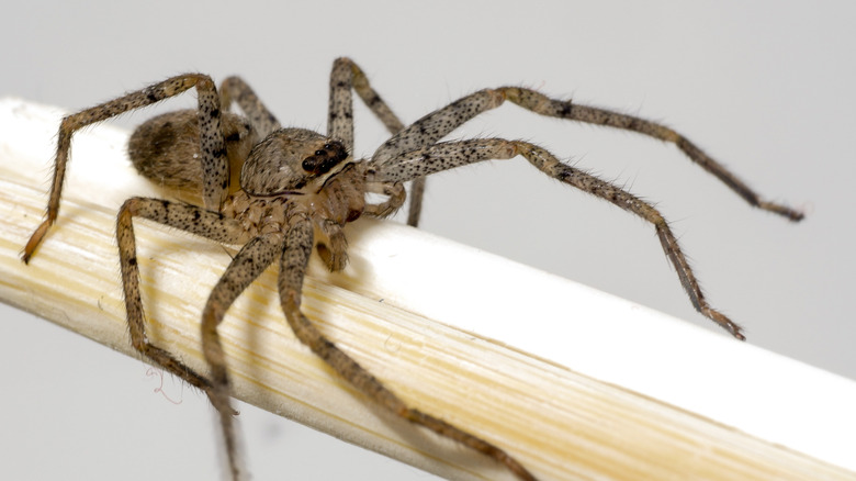 A brown recluse spider on a pole