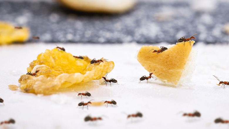 Ants on food scraps