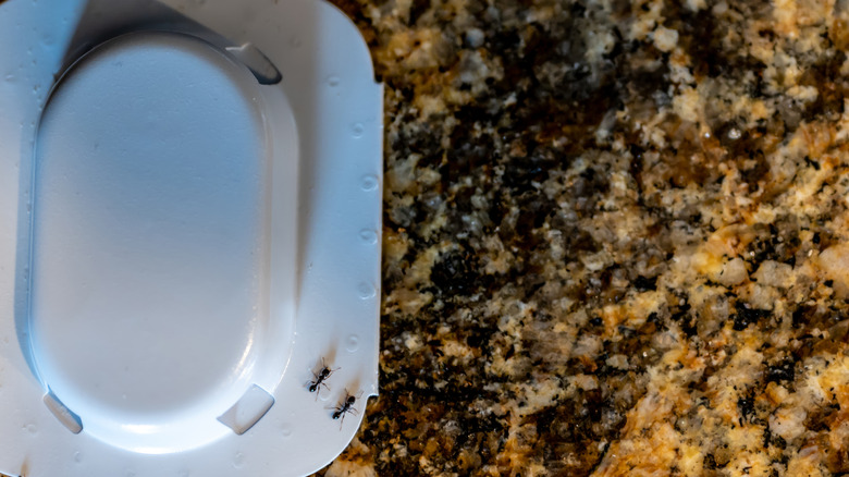 ants at bait station on granite countertop