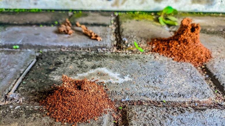 two ant hills in paver cracks