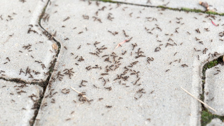 Ants on a paved path