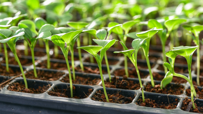 seedlings in a tray