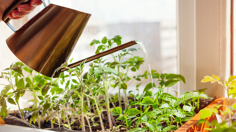 watering tomato plants in trays