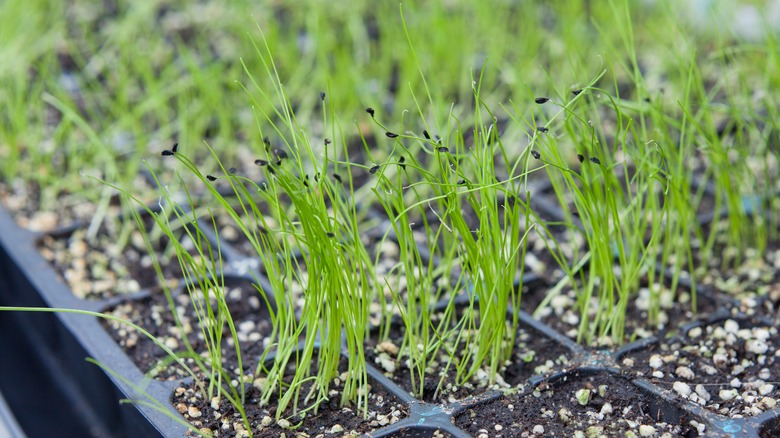 allium seedlings in a tray
