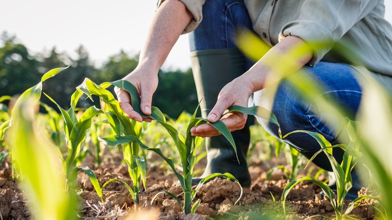 person picking plants