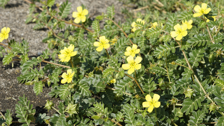 Goathead plants with yellow flowers