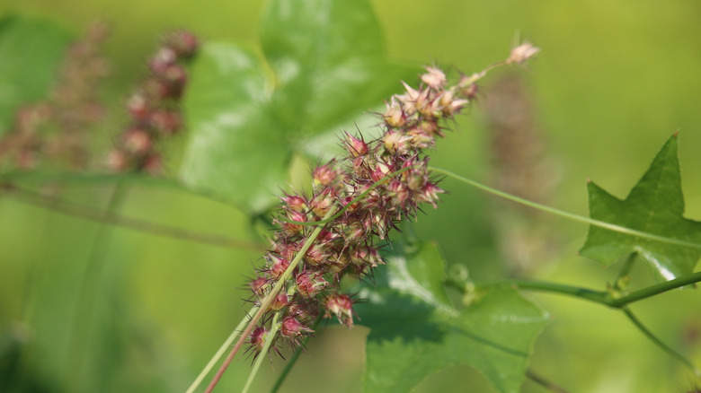 Sandburs growing on a plant