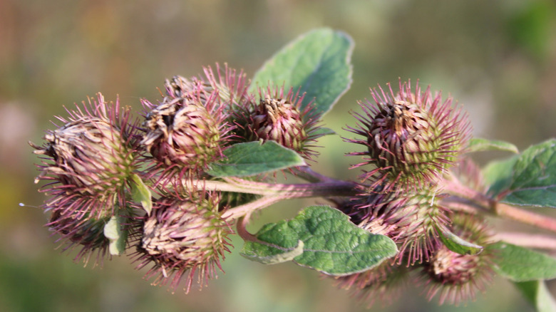 Burweed plant producing stickers