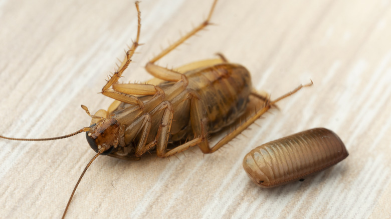 Dead cockroach on its back laying next to an egg casing.