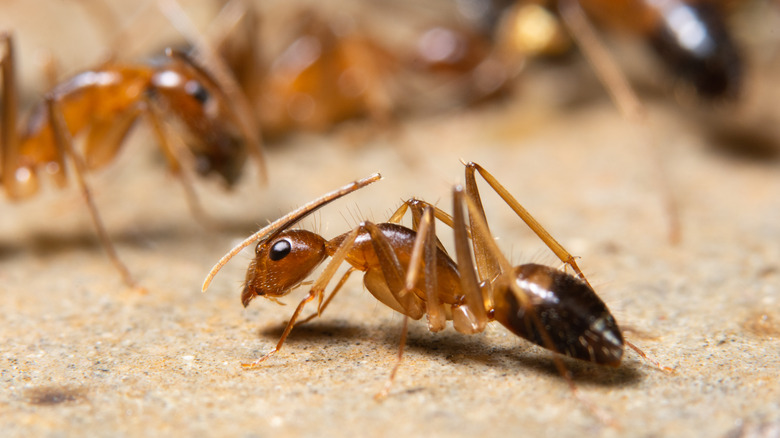 ghost ants
