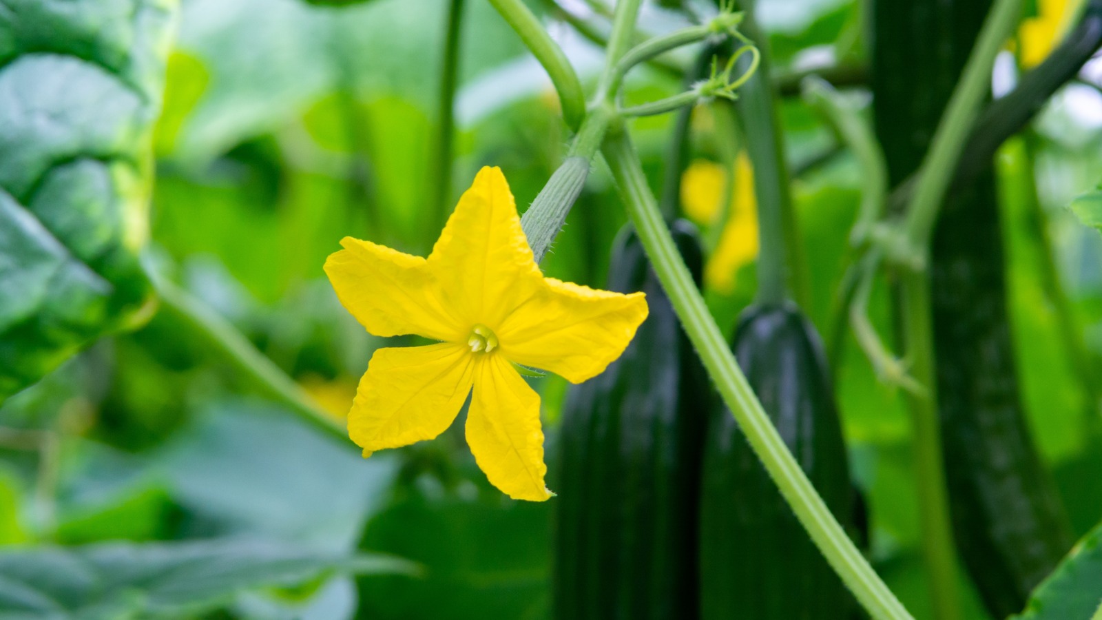 How To Identify Male & Female Cucumber Flowers And Why It Matters