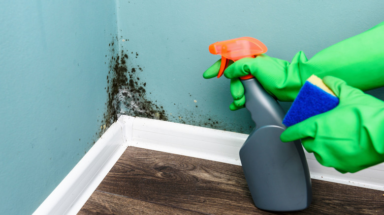 Cleaning mold from wall