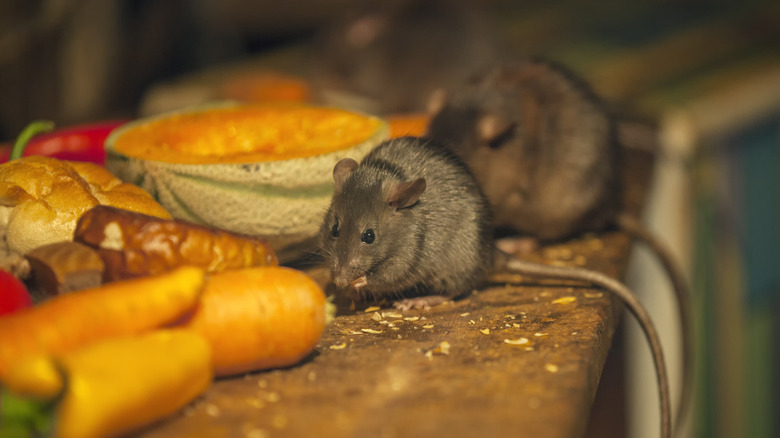 Mice eating vegetables on pantry shelf