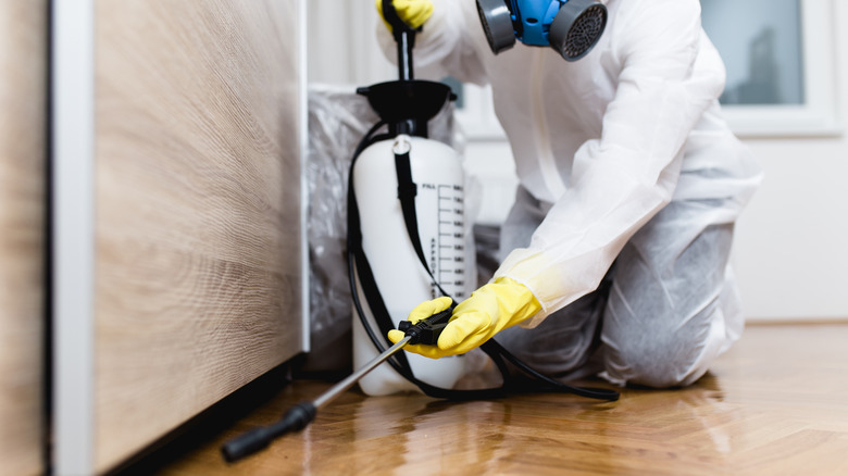 Professional exterminator at work
