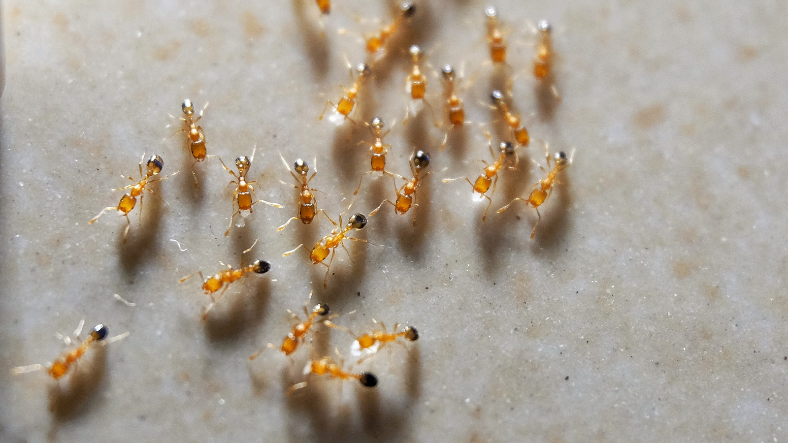 how to get rid of pharaoh ants in apartment building