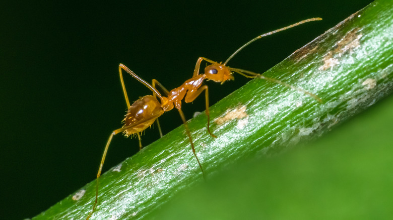 Pharaoh ant on leaf stem