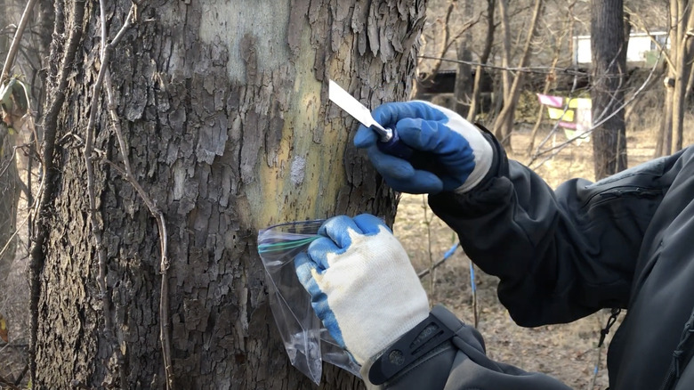 Scraping spotted lanternfly egg mass off tree into a plastic bag with metal chisel.
