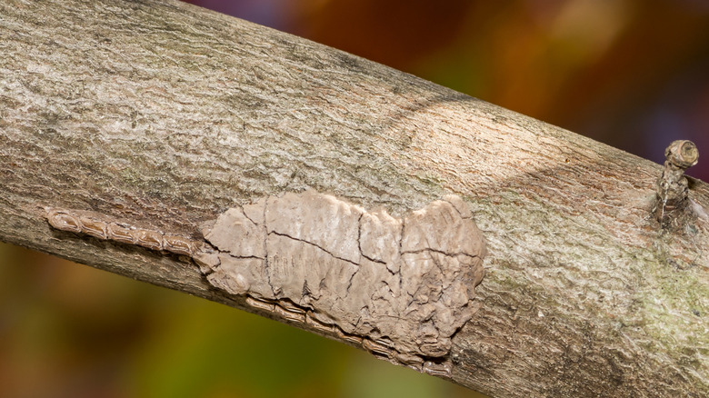 Spotted lanternfly egg mass on tree branch.