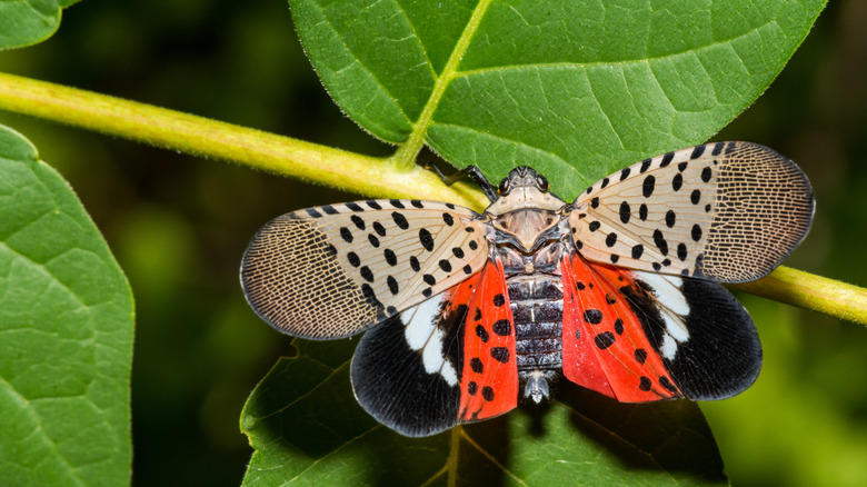Spotted lanternfly on leaf.