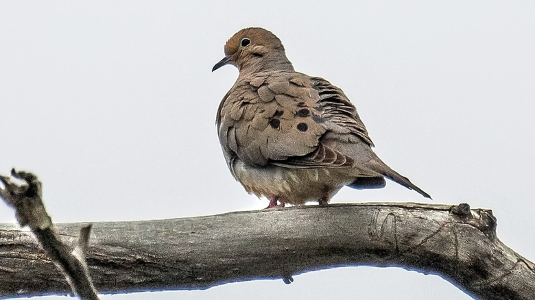 Mourning Dove perched on branch