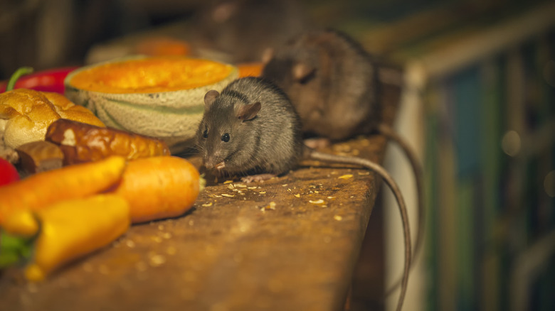 rats eating vegetables