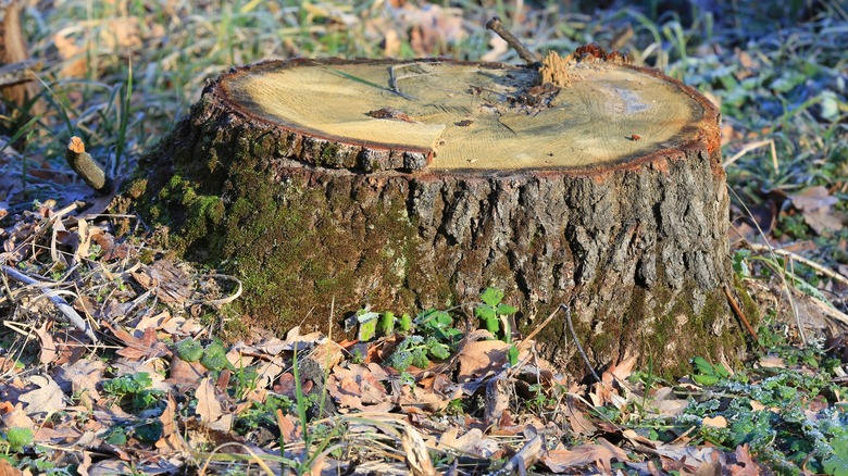 tree stump in back yard
