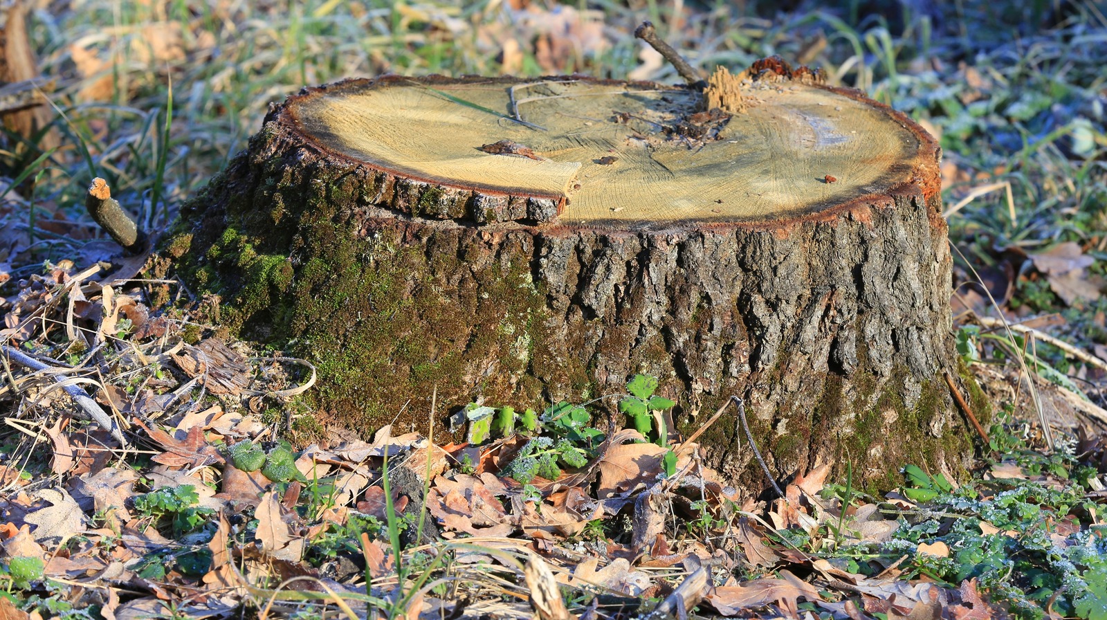 How To Identify The Tree Stumps In Your Yard To Be Hollowed Out