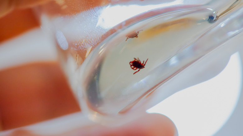 Tick being dipped inside a beaker filled with alcohol