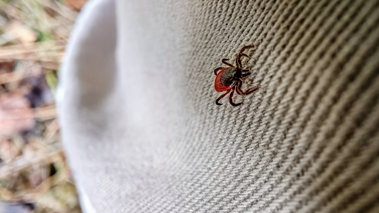 A close-up shot of a tick moving across someone's pants