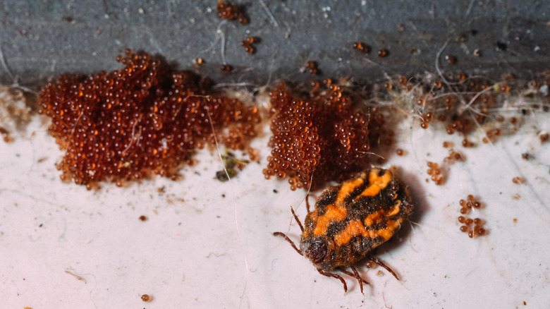 a tick sitting next to its eggs