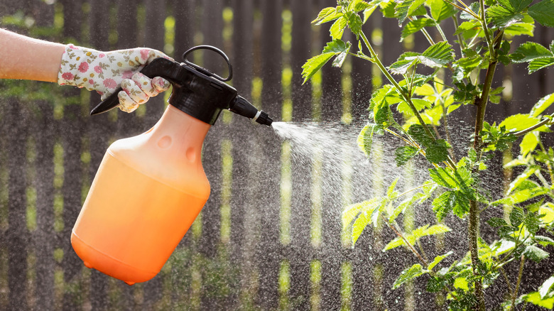 A gardener spraying a tree with an orange bottle of pesticide.