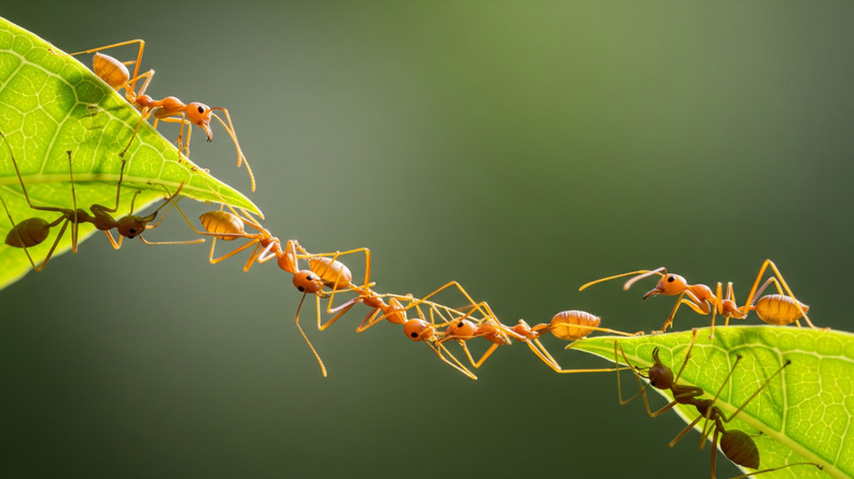 Weaver ants forming a chain to cross two leaves.