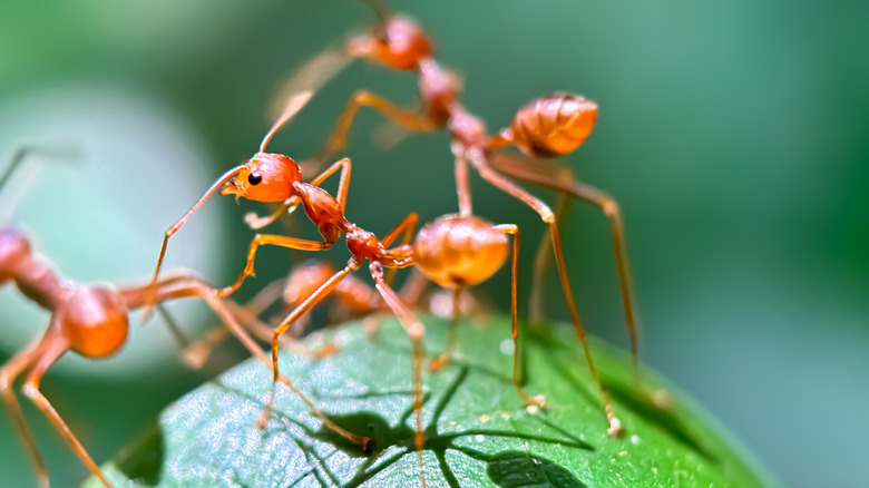 A close up of red weaver ants on a green leaf.